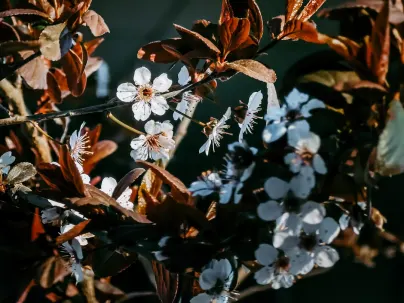 Kineko Kasino Mobilná aplikácia